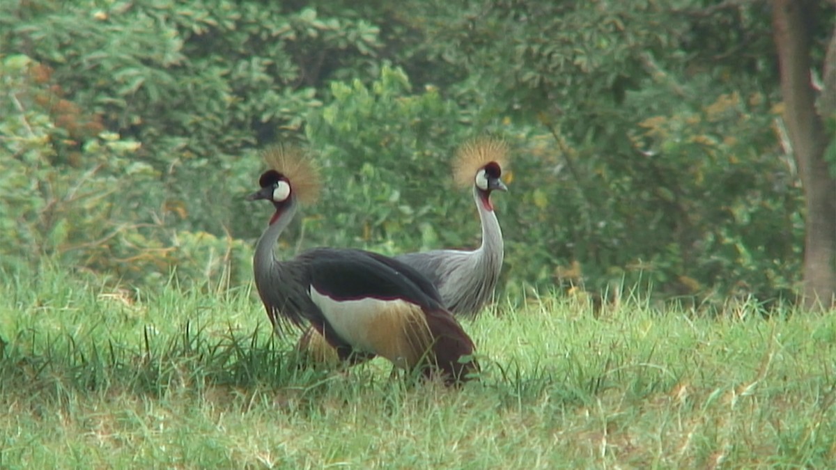 Gray Crowned-Crane - ML380305841