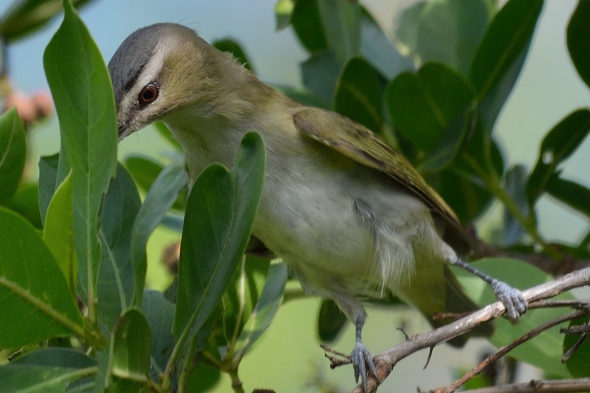 Red-eyed/Chivi Vireo - Michiel Oversteegen