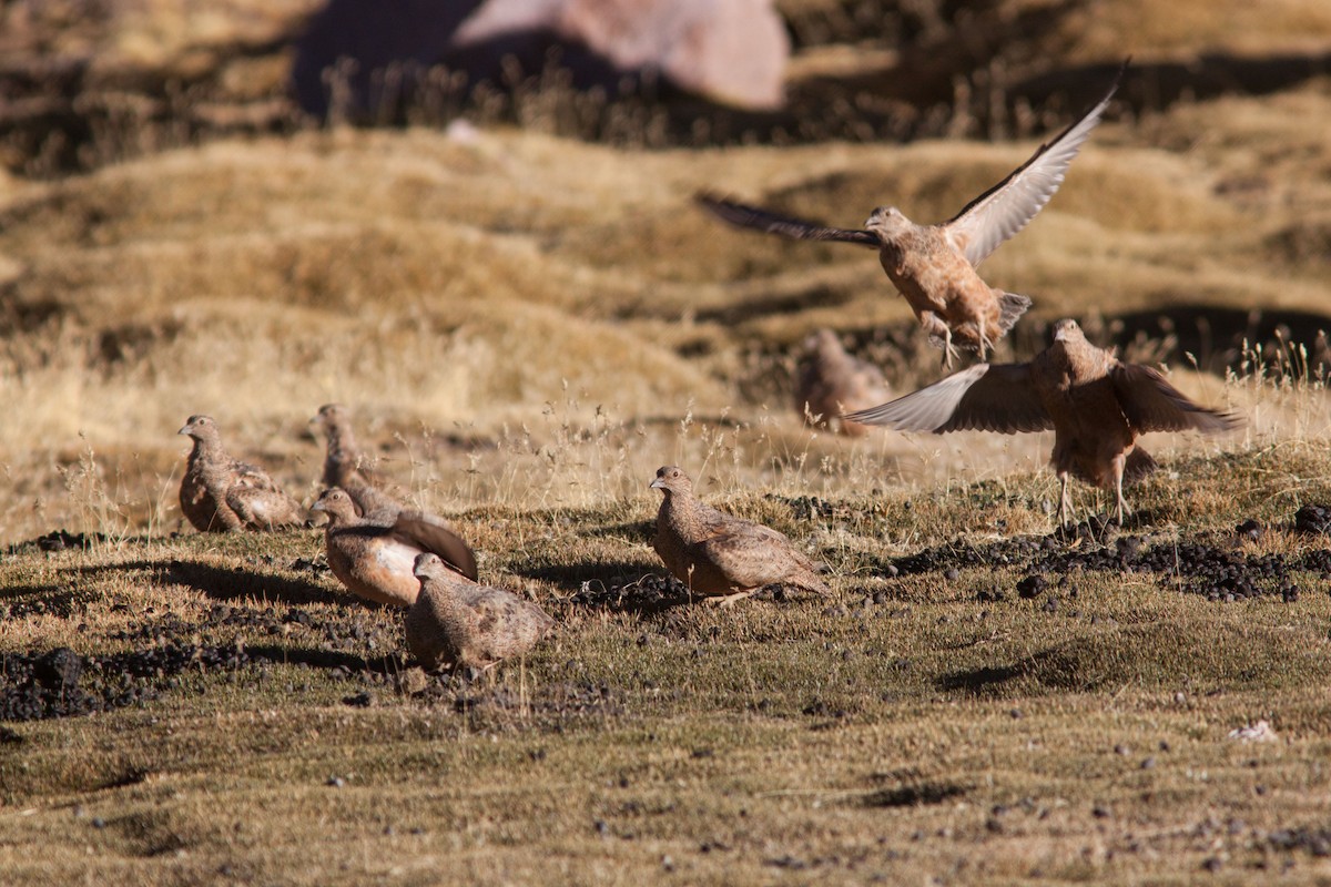 Rufous-bellied Seedsnipe - ML38030901