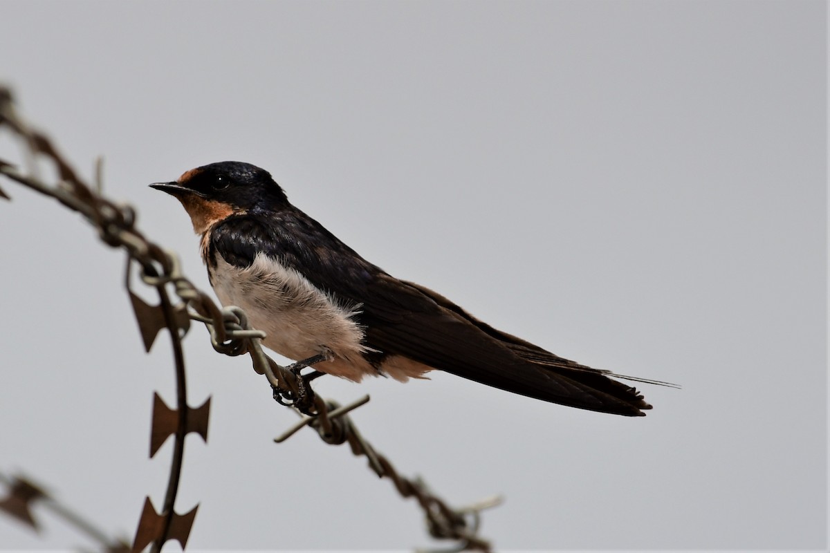 Red-chested Swallow - Ian Brown