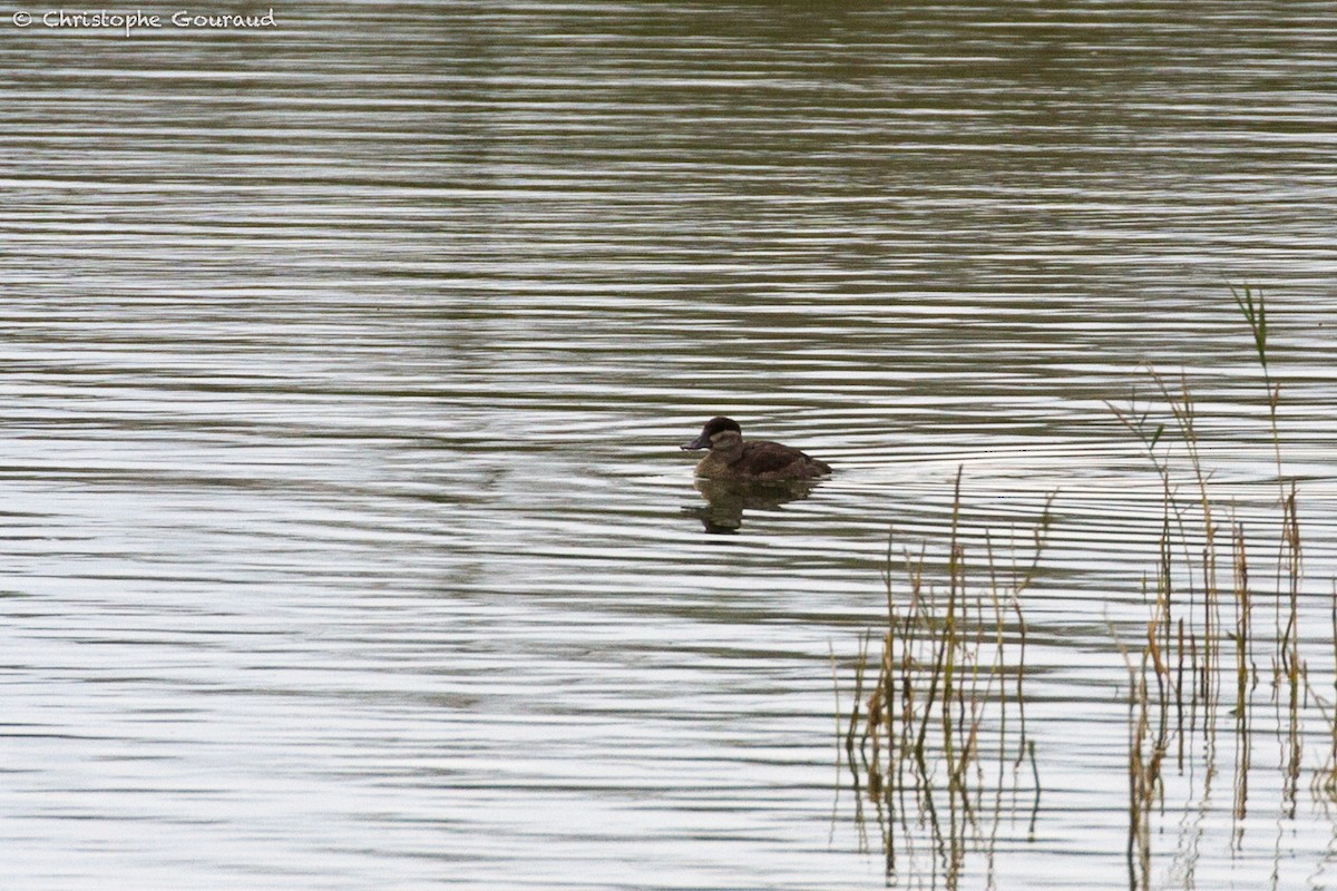 Ruddy Duck - ML380309741