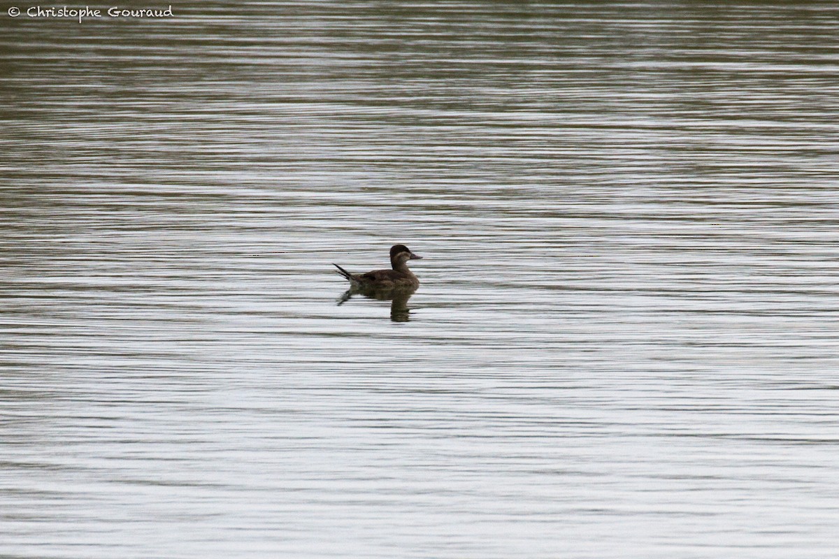 Érismature rousse - ML380309771