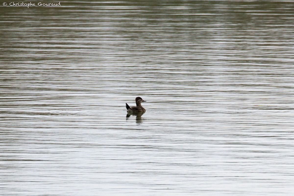 Ruddy Duck - ML380309781