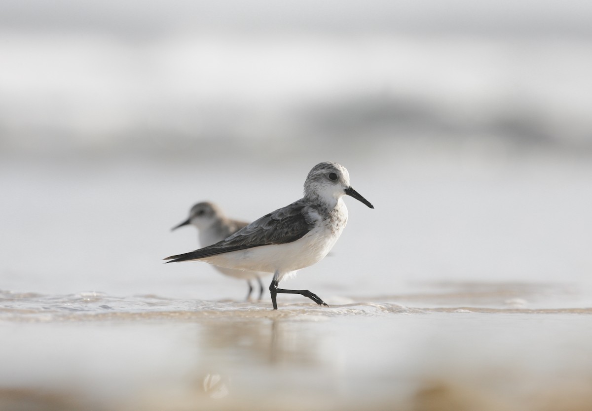 Bécasseau sanderling - ML380310651