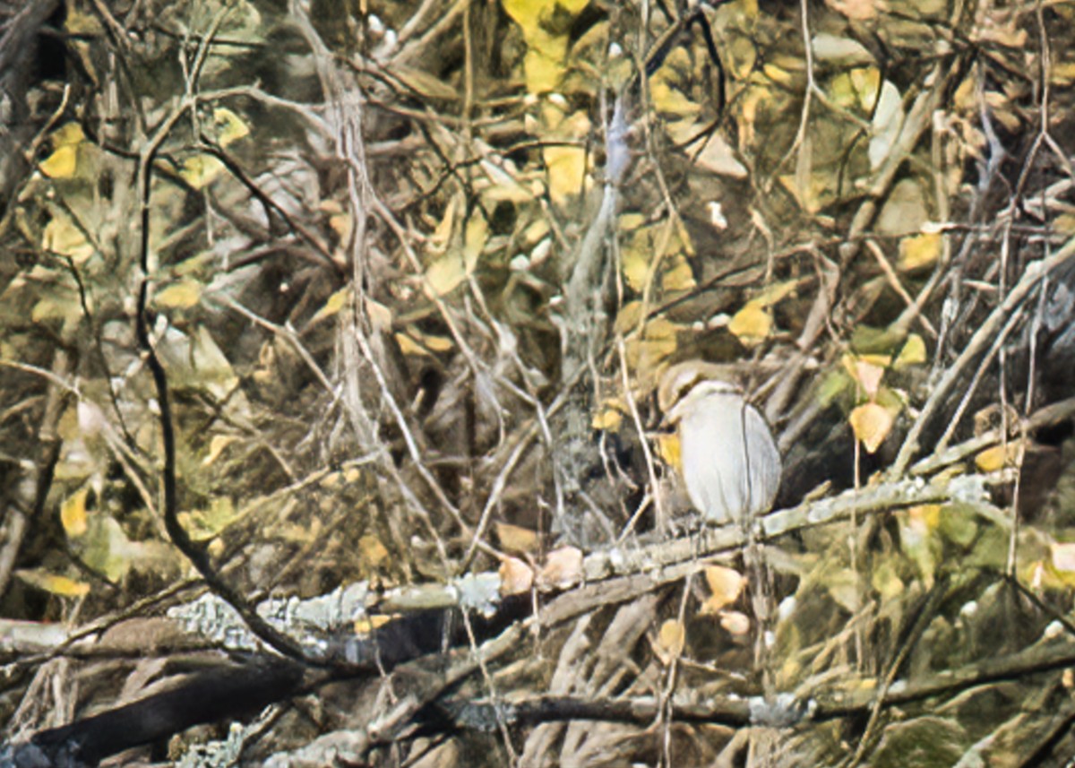 Brown Shrike - ML380311311