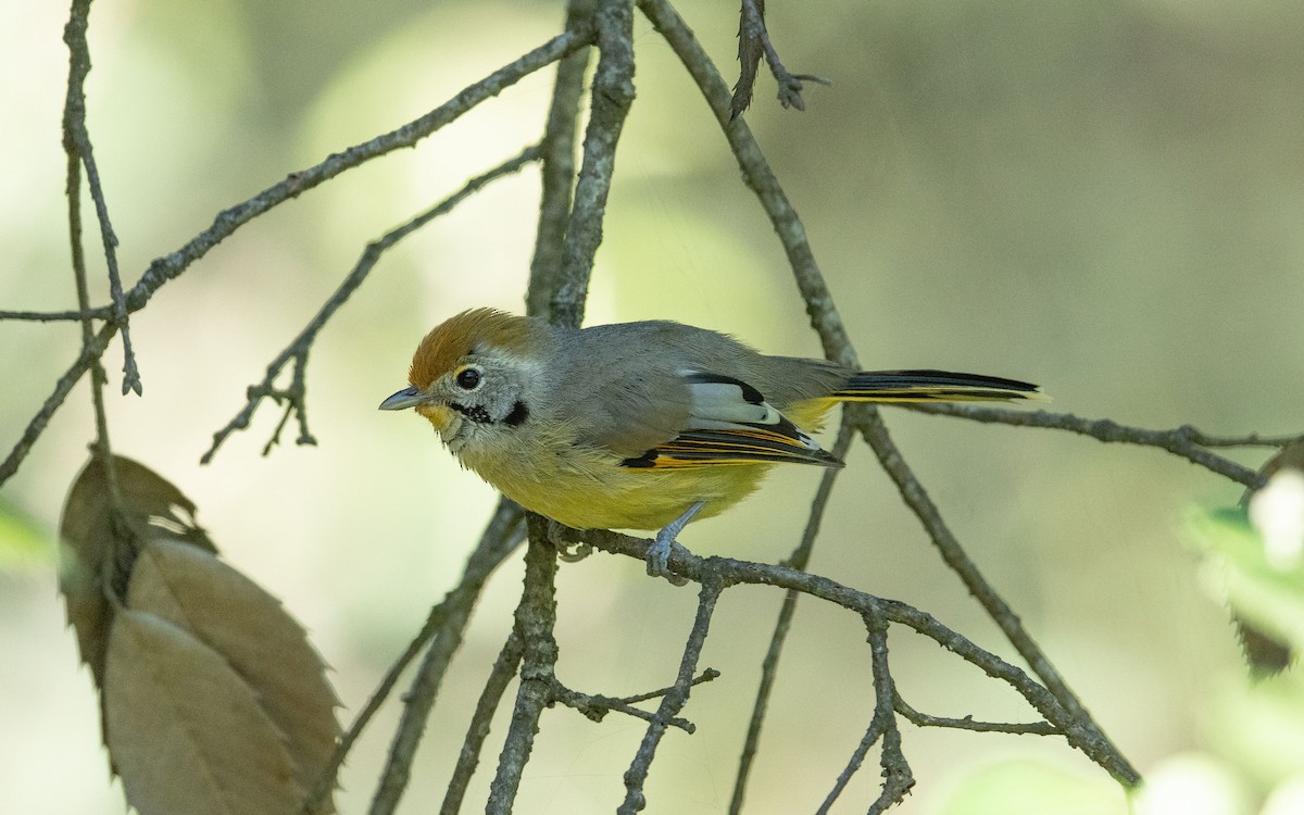 Chestnut-tailed Minla - ML380312341