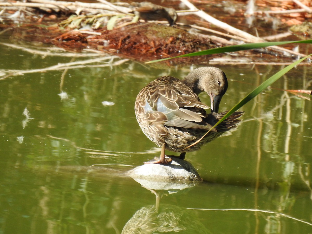 Blue-winged Teal - Justin Harris