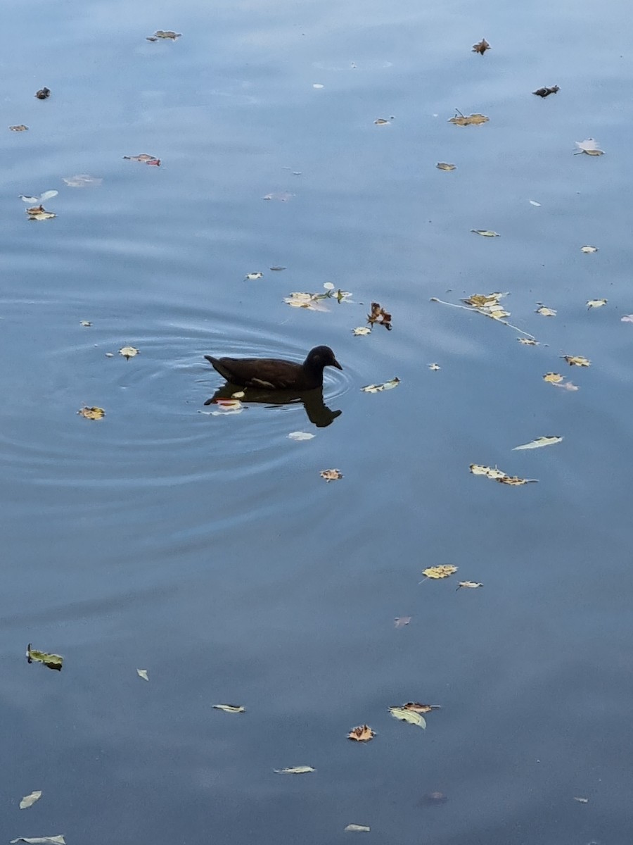 Eurasian Moorhen - ML380317091