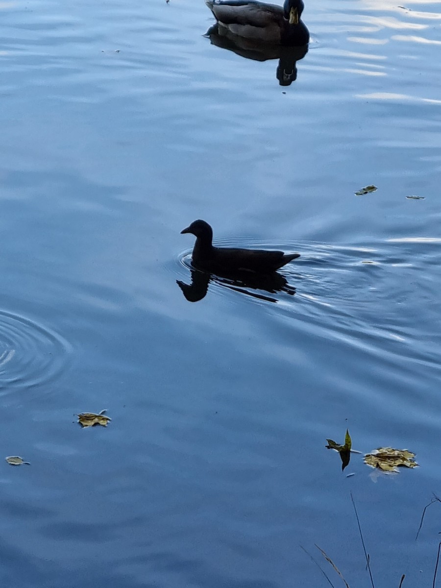 Eurasian Moorhen - ML380317251