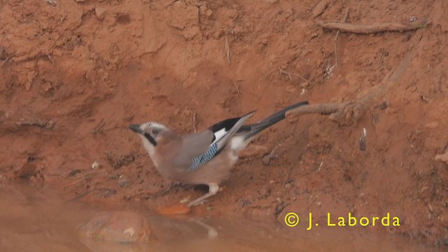 עורבני - ML380318851