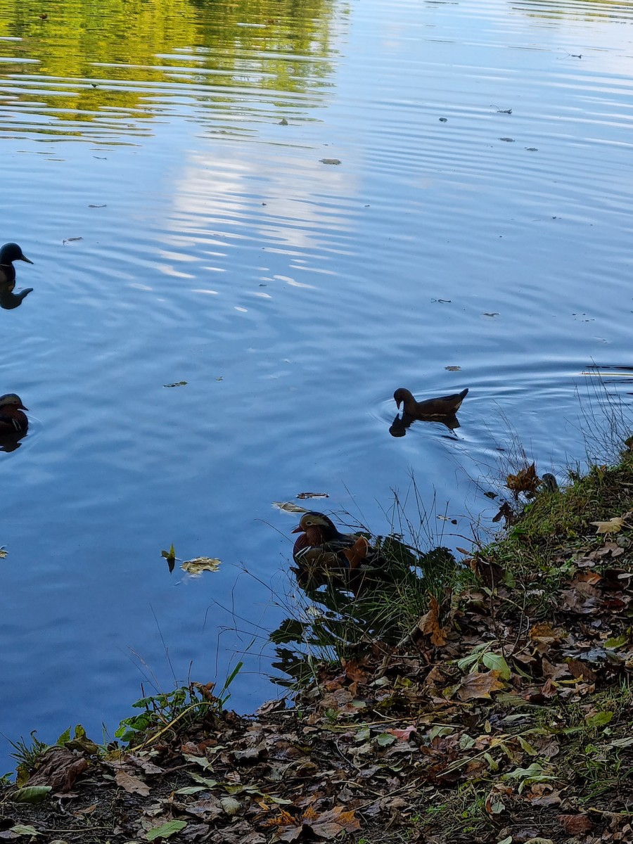 Eurasian Moorhen - ML380319191