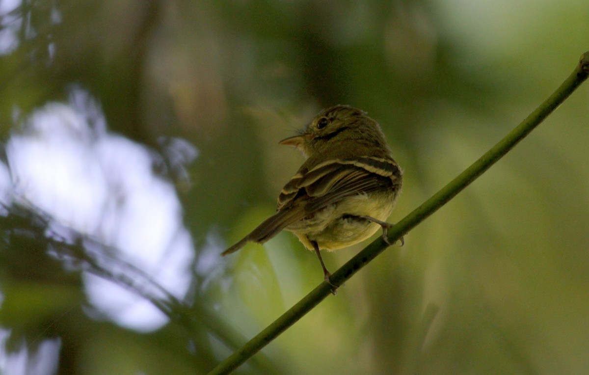 Euler's Flycatcher (Lawrence's) - ML38032121