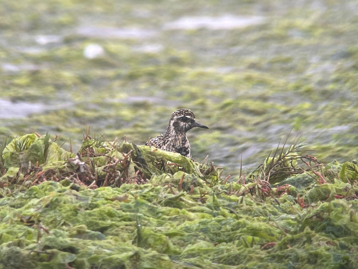 Pacific Golden-Plover - ML380321231