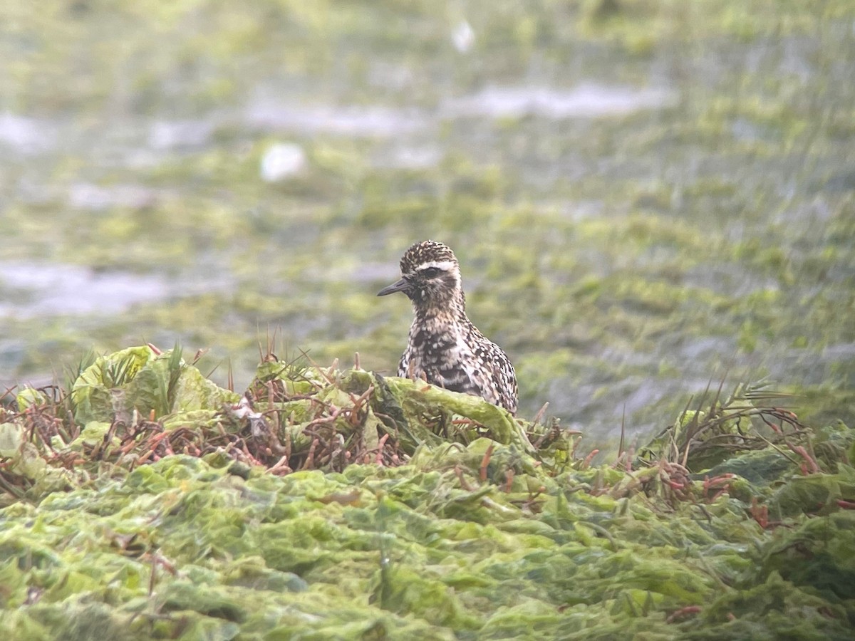 Pacific Golden-Plover - ML380321251