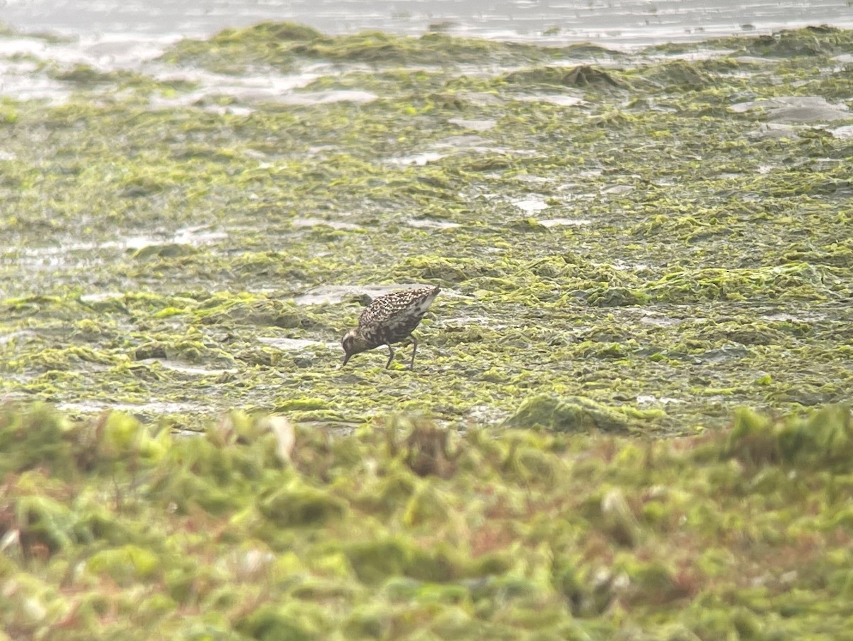 Pacific Golden-Plover - ML380321261