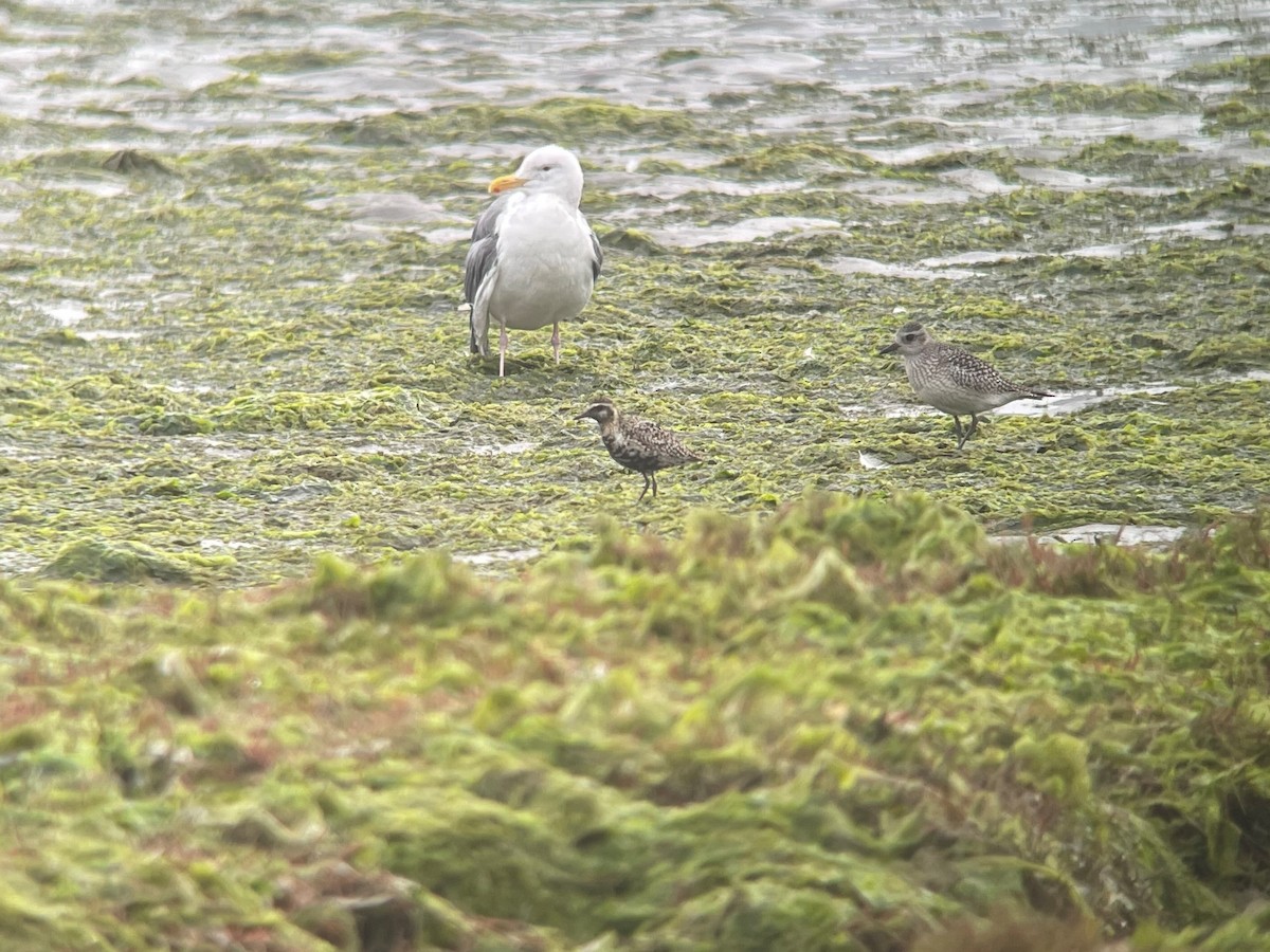 Pacific Golden-Plover - ML380321271