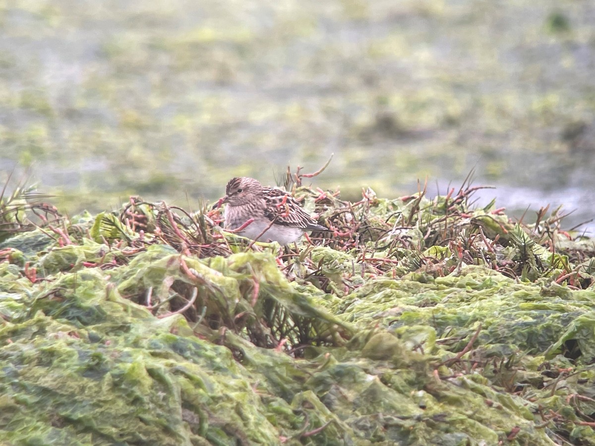 Pectoral Sandpiper - Bill Shelmerdine