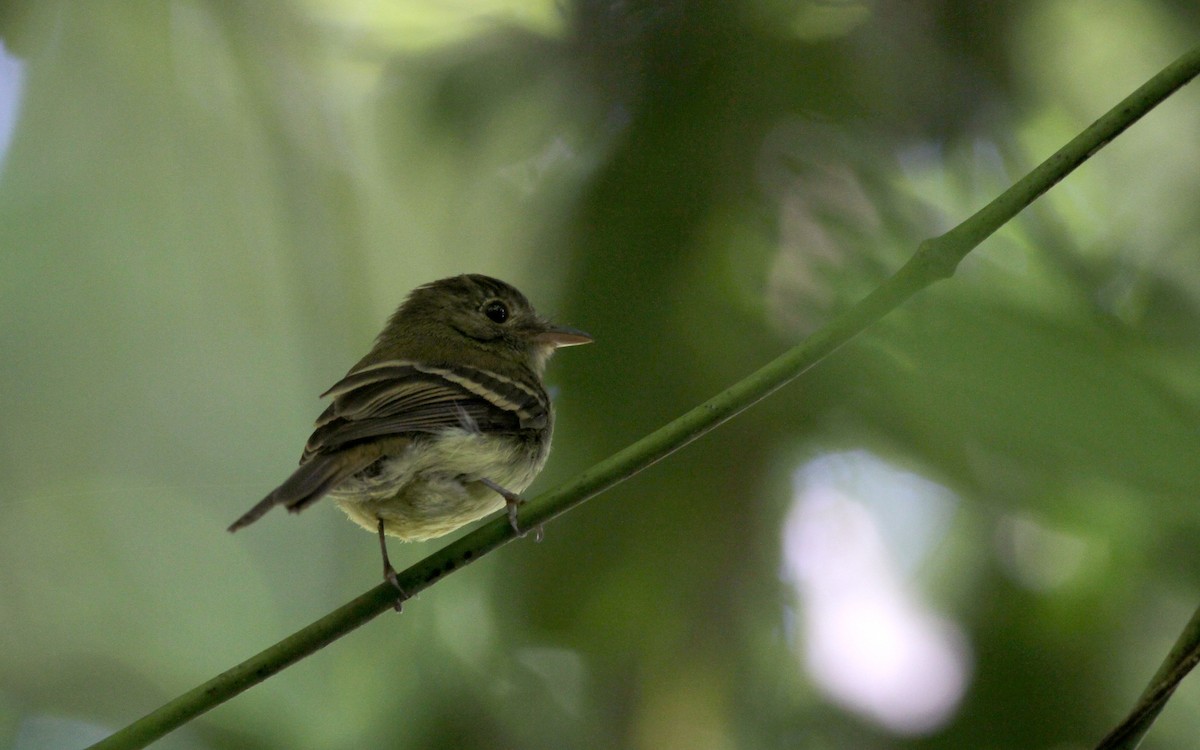 Euler's Flycatcher (Lawrence's) - ML38032161