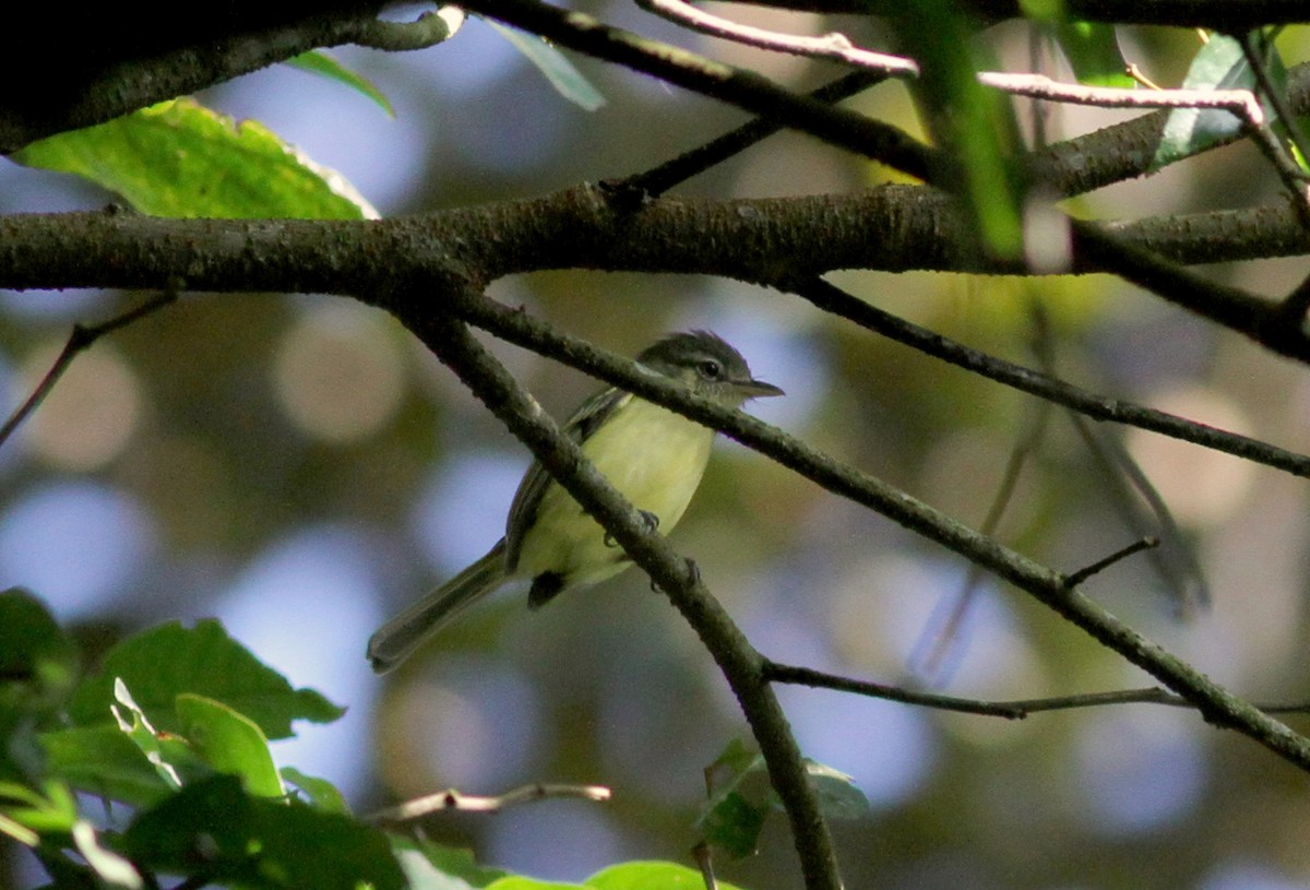 Yellow-olive Flatbill (exortivus) - ML38032211