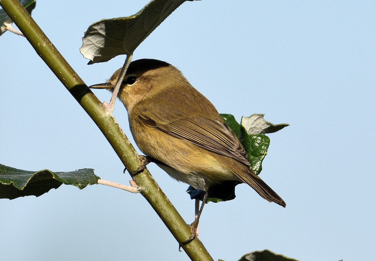 Common Chiffchaff - ML380322681