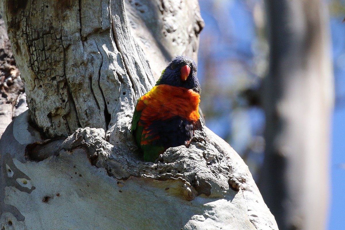 Rainbow Lorikeet - Deb & Rod R