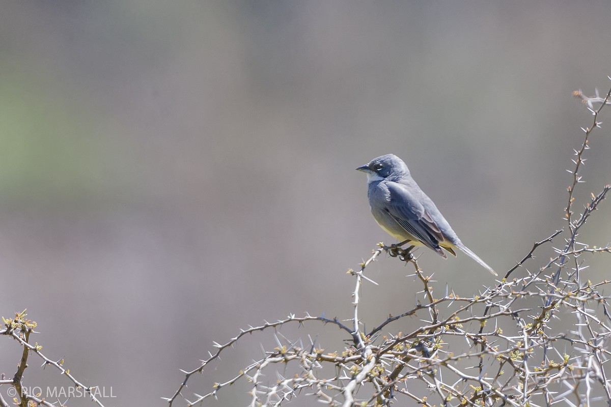 Diuca Finch - ML380323831