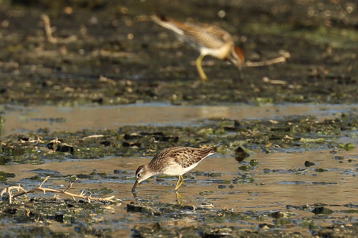 Long-toed Stint - Peter Kyne