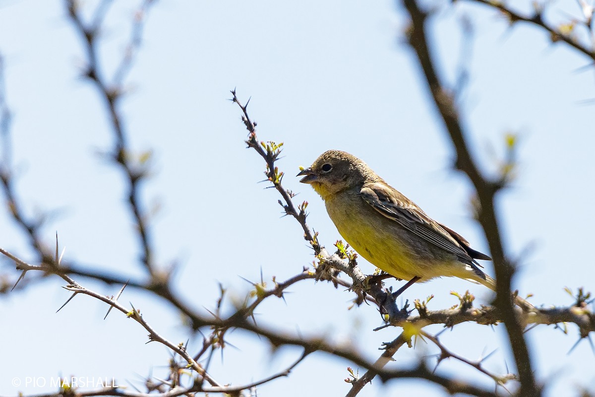Grassland Yellow-Finch - ML380323921