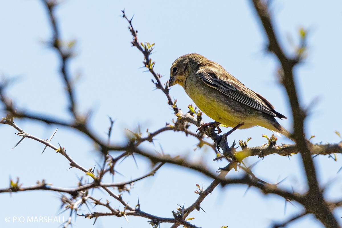 Grassland Yellow-Finch - ML380323931