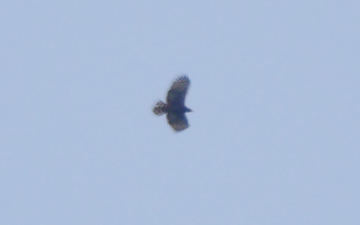 Oriental Honey-buzzard - Sandeep Biswas