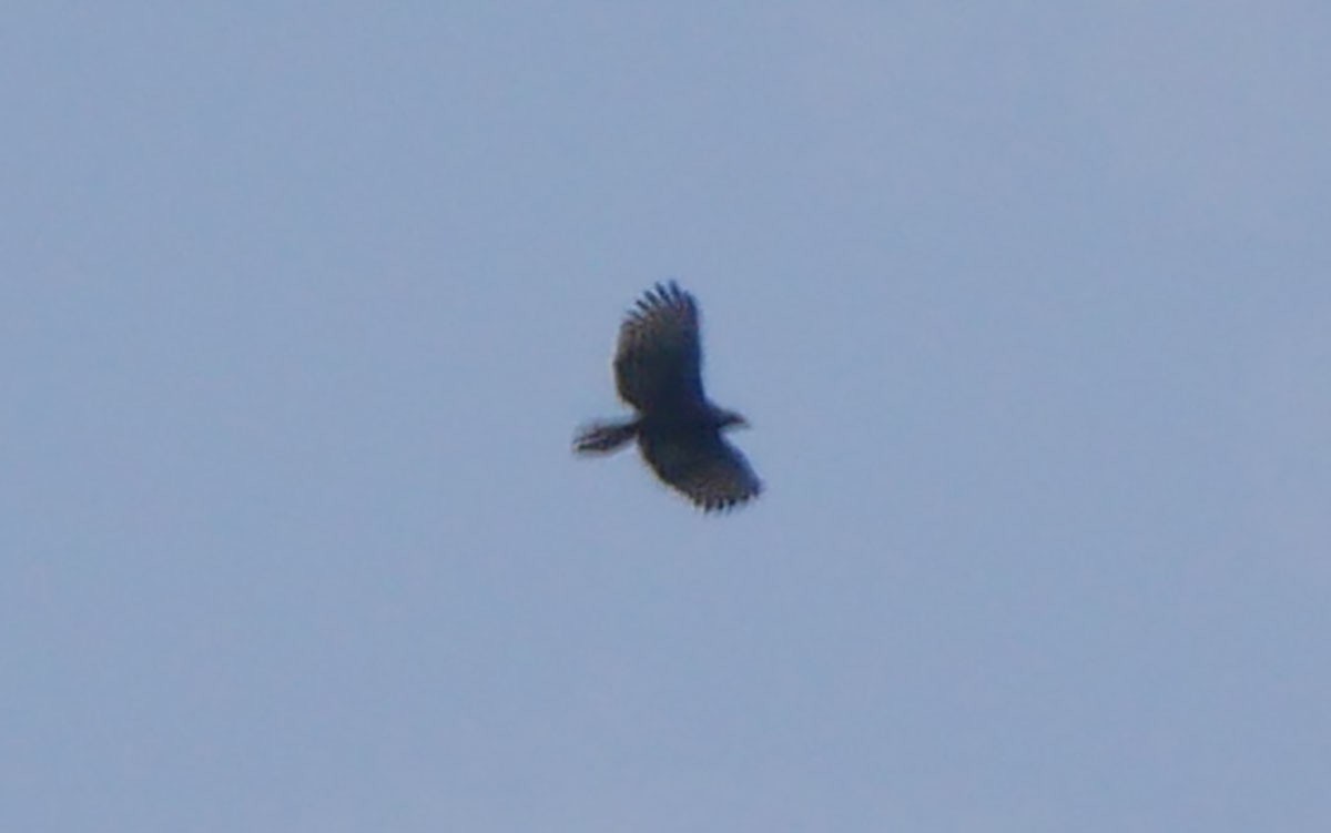 Oriental Honey-buzzard - ML380324741