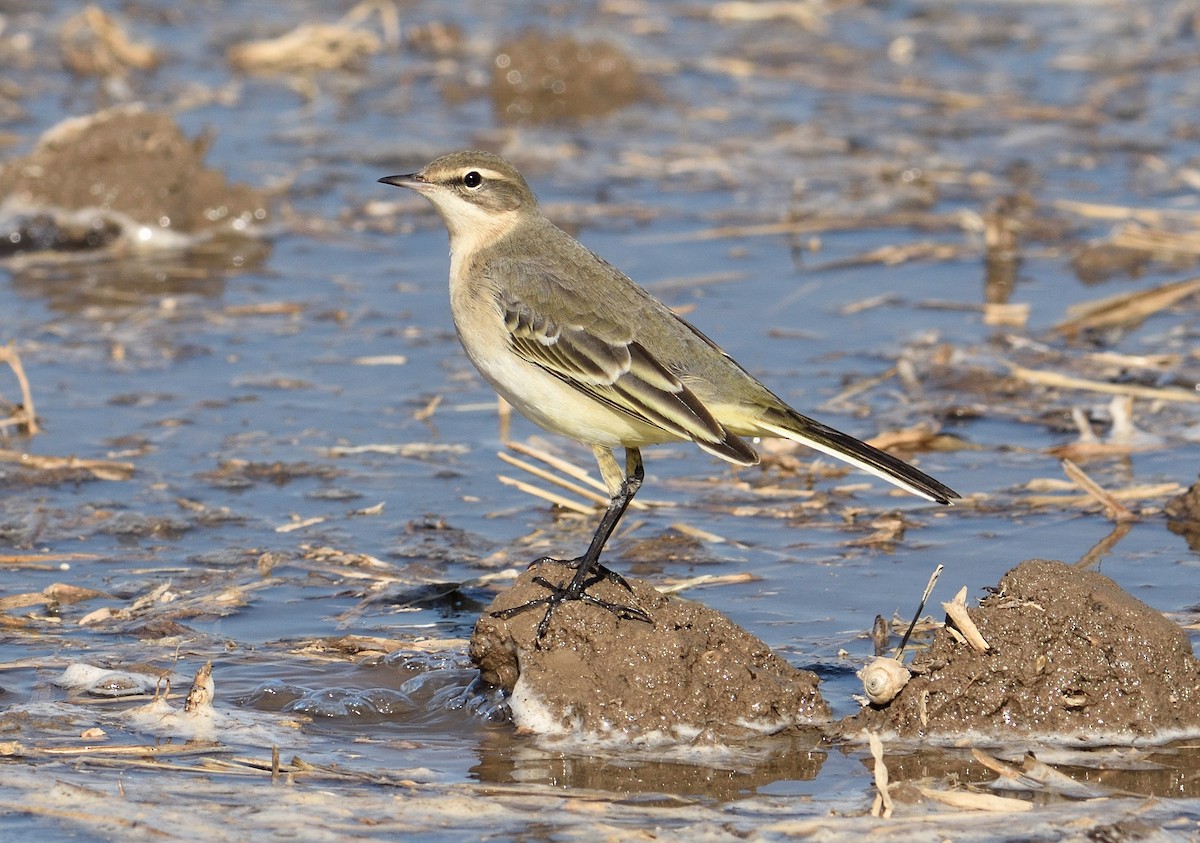 Western Yellow Wagtail - ML380324821