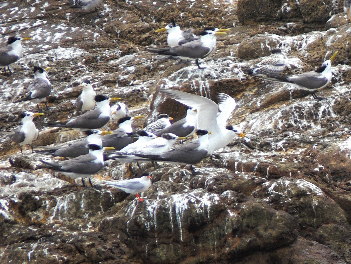 Chinese Crested Tern - ML380324901