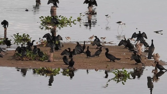 ub. skarv (Phalacrocoracidae sp.) - ML380325211