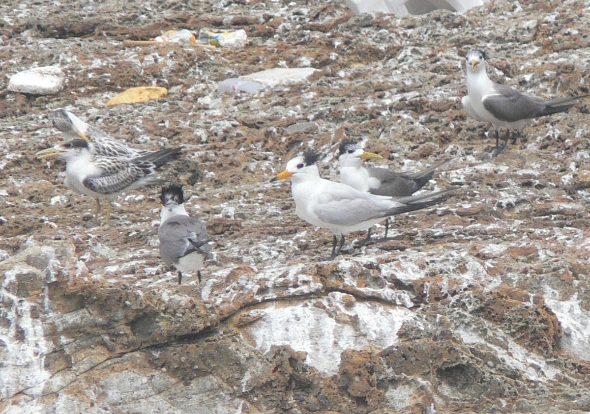 Chinese Crested Tern - ML380325401