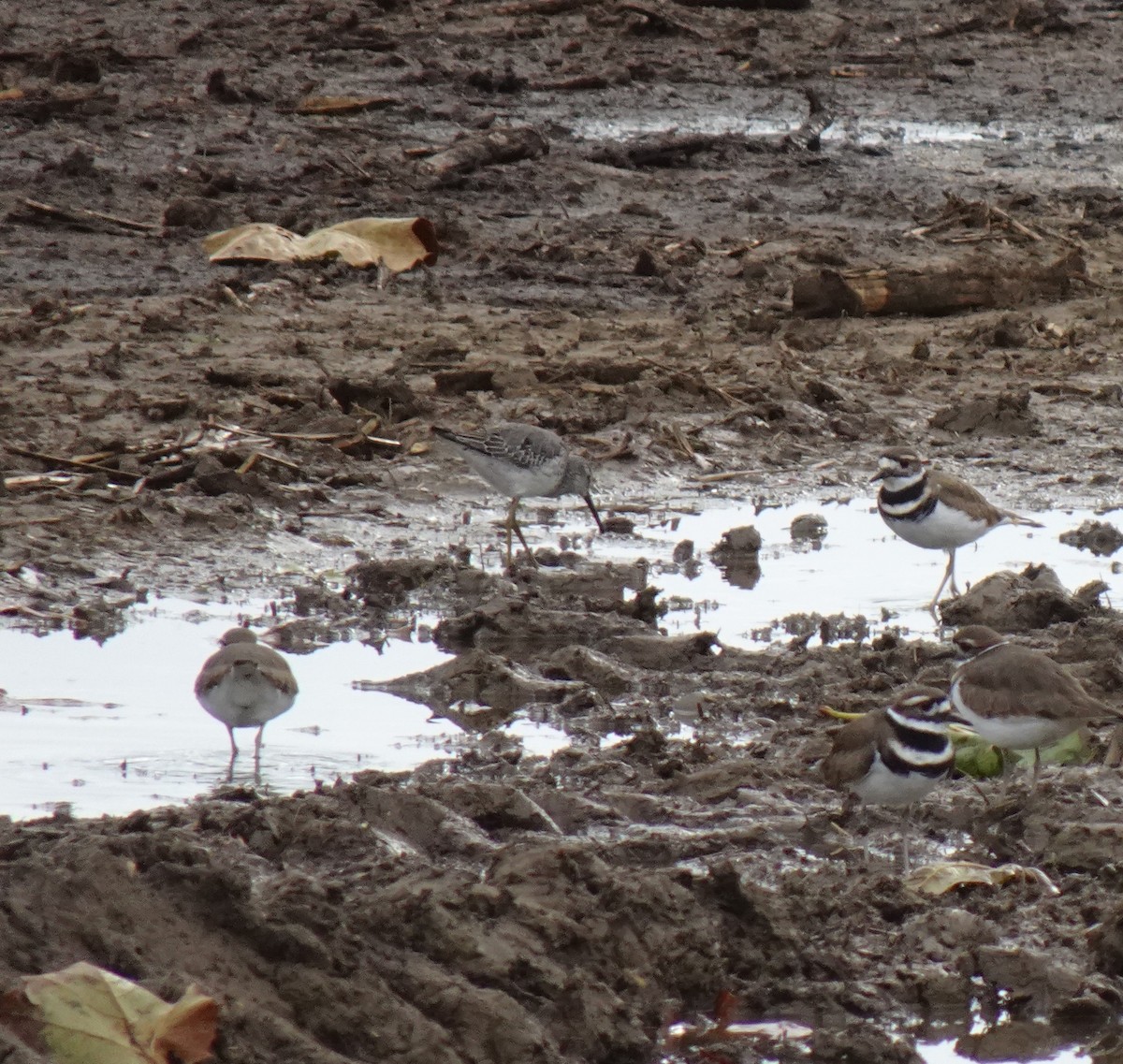 Stilt Sandpiper - John Kent