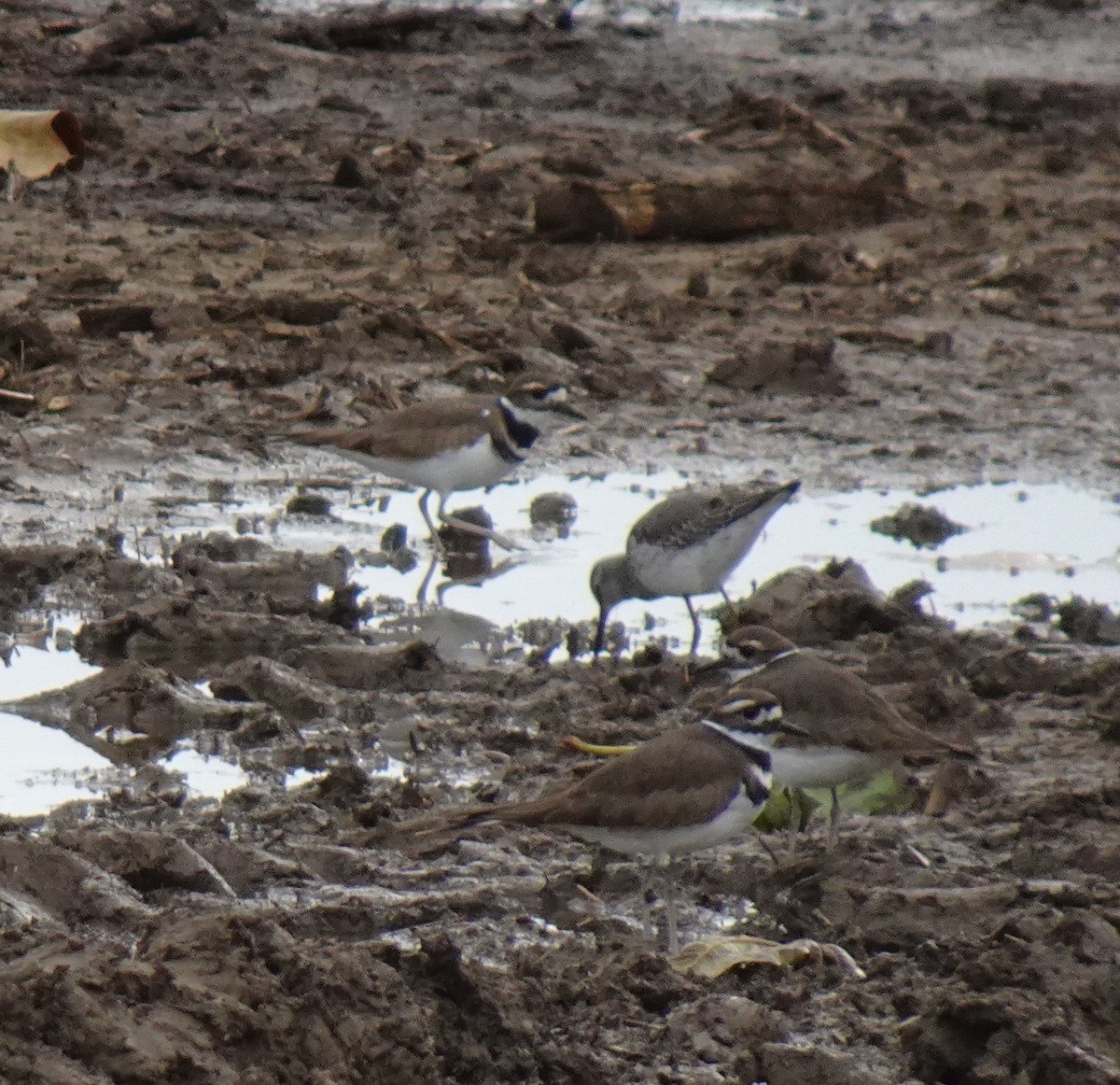 Stilt Sandpiper - John Kent