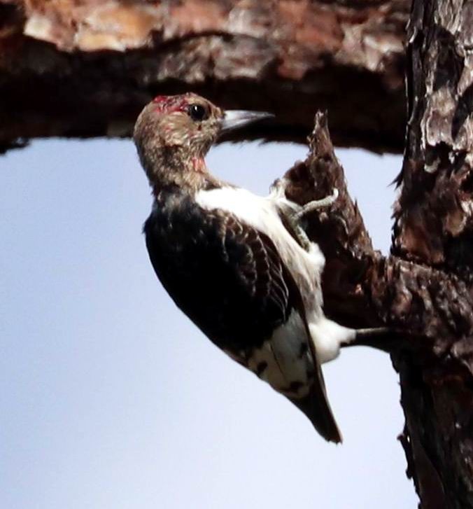 Red-headed Woodpecker - ML380327061