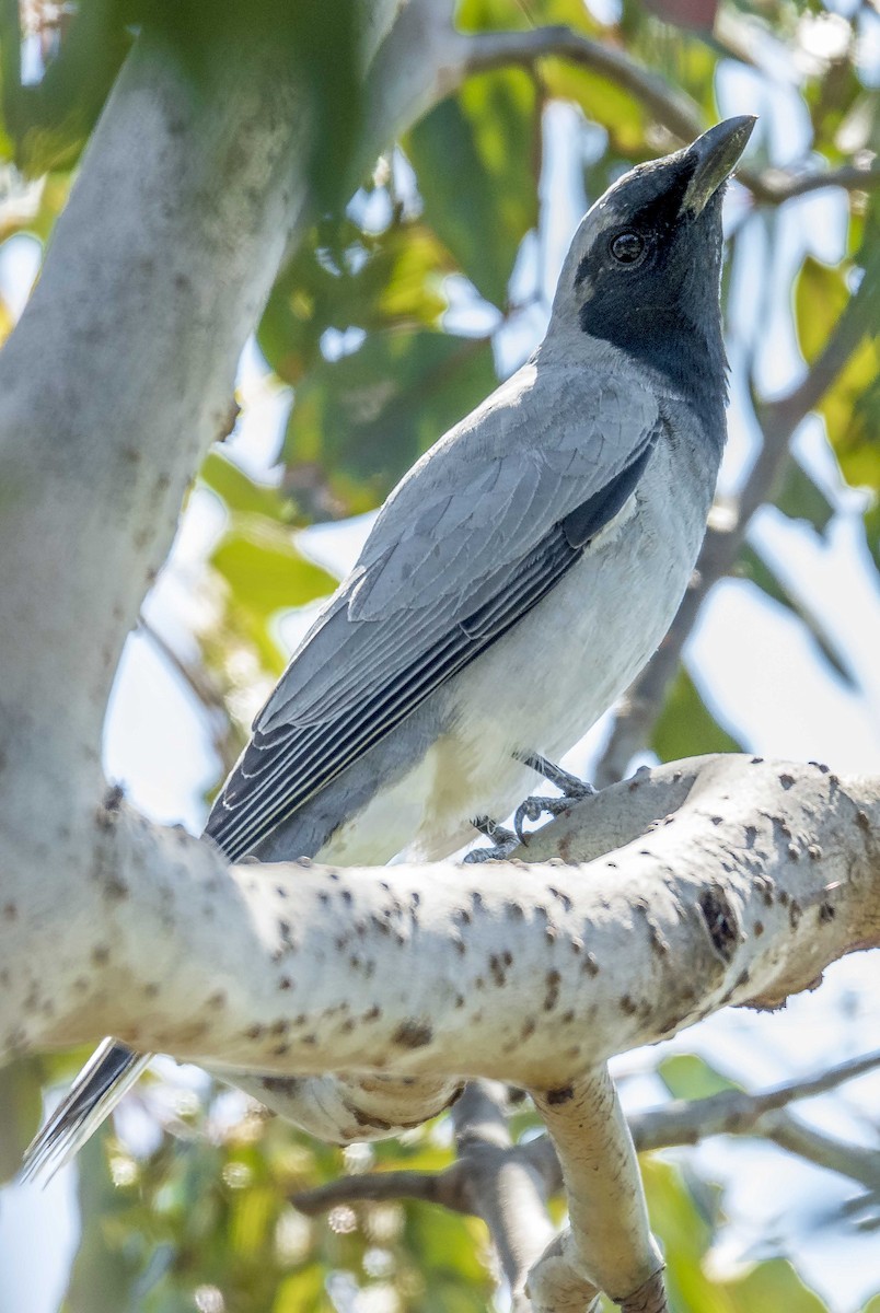 Black-faced Cuckooshrike - Jim Legg