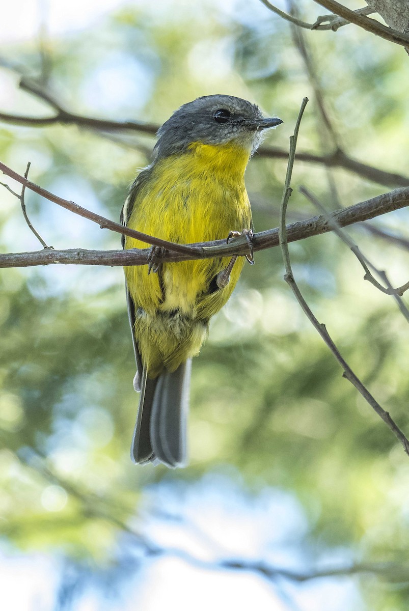 Eastern Yellow Robin - ML380327321