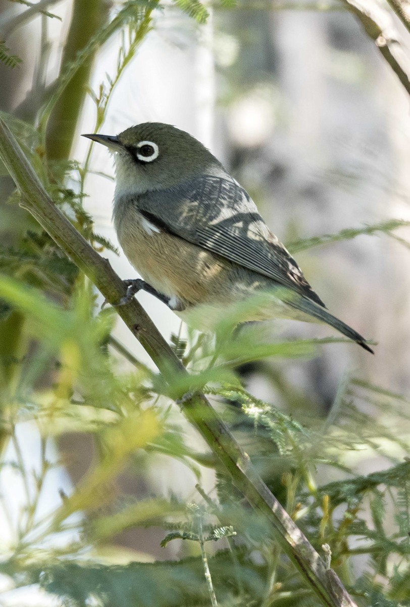 Silvereye - Jim Legg