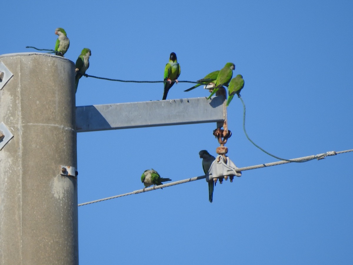 Nanday Parakeet - ML380328271