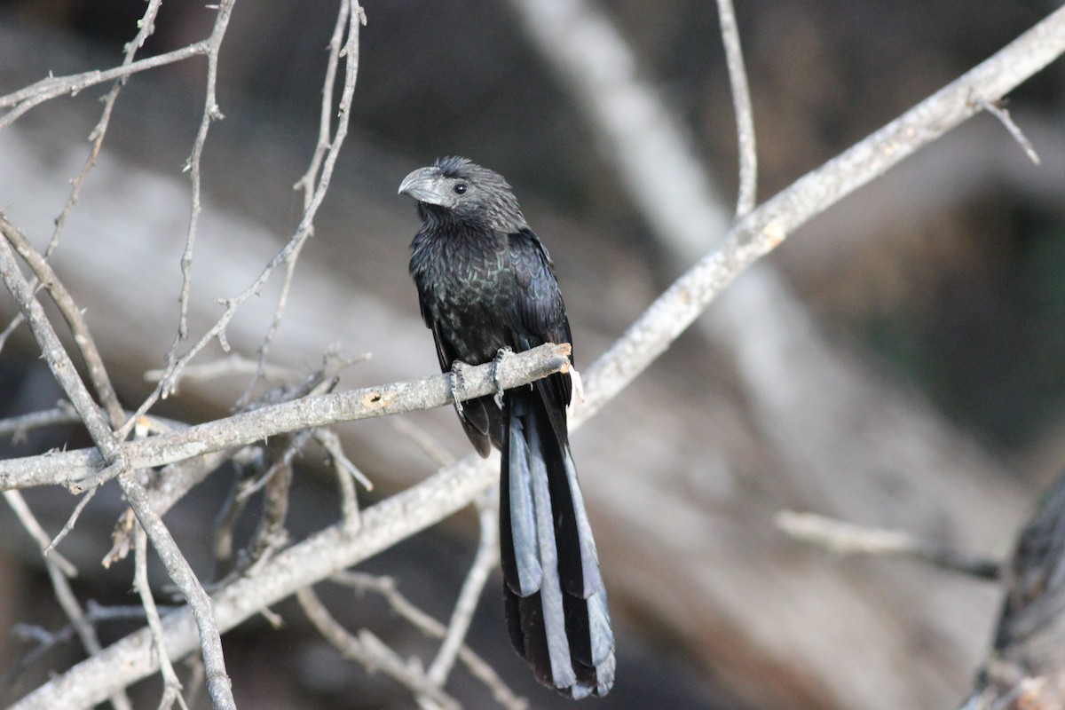 Groove-billed Ani - Yaudimar Bermúdez