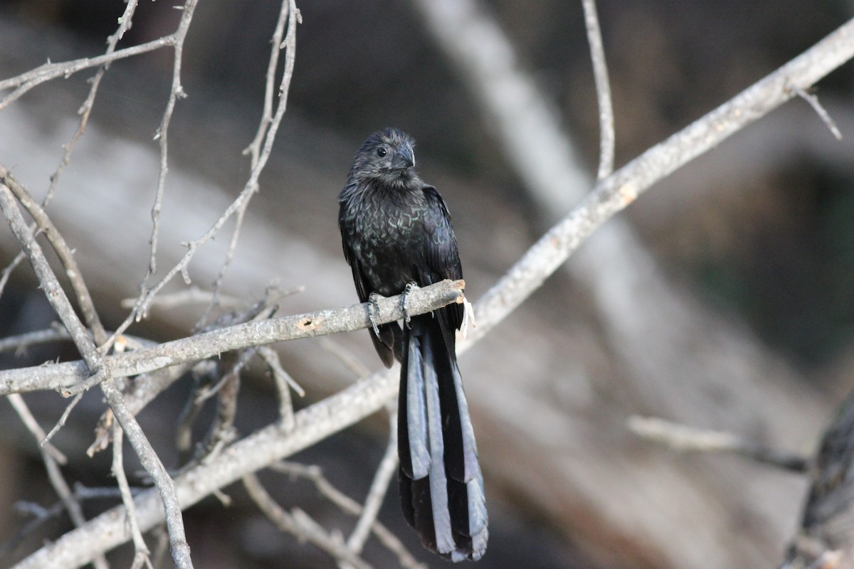 Groove-billed Ani - Yaudimar Bermúdez