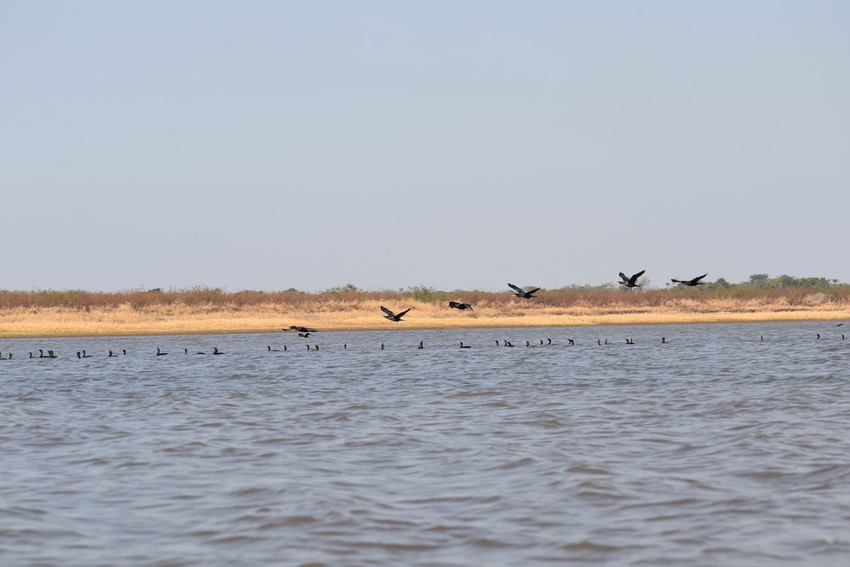 Neotropic Cormorant - ML380328761