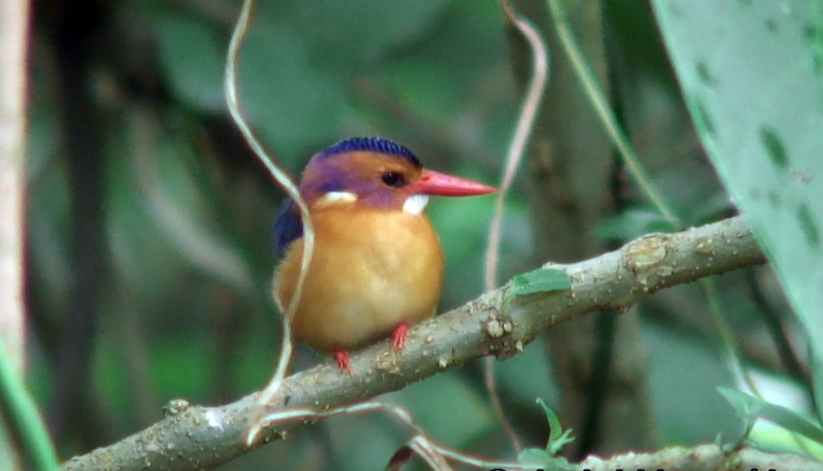 African Pygmy Kingfisher - ML380329231