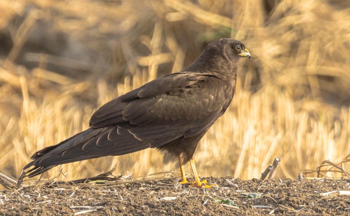 Montagu's Harrier - Manuel Gomez Carvajal