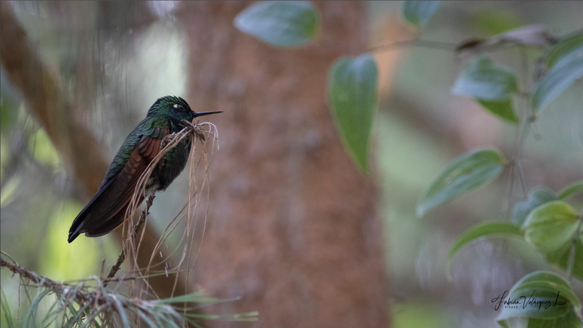 Garnet-throated Hummingbird - ML380332161