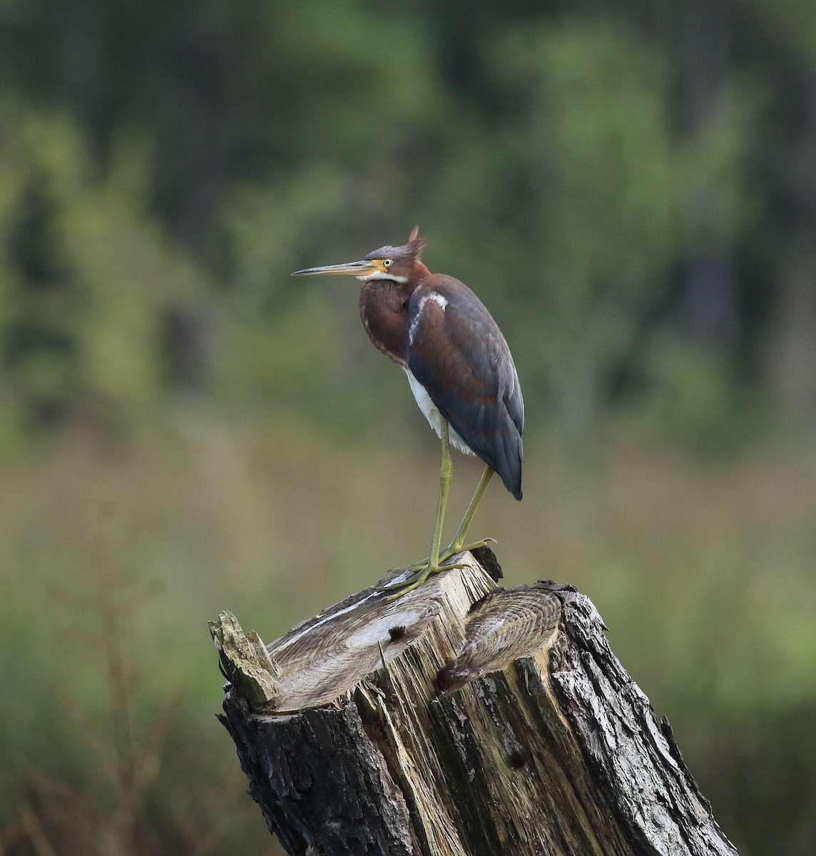 Tricolored Heron - ML380332451