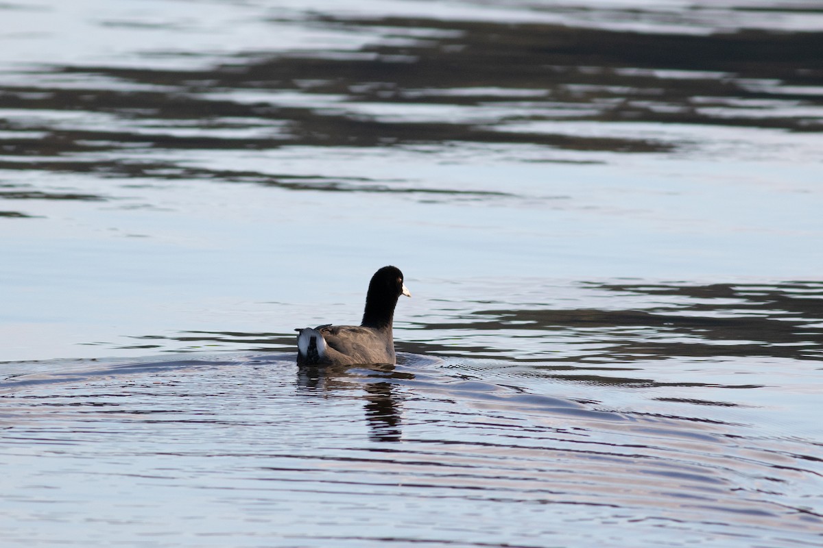 American Coot (Red-shielded) - ML380332731